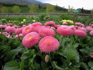 Quelles fleurs planter dans le pays