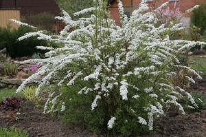 Fleurs de pays