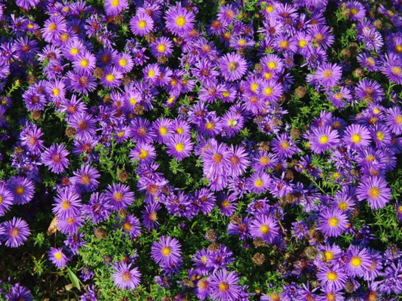 Elección de flores perennes.