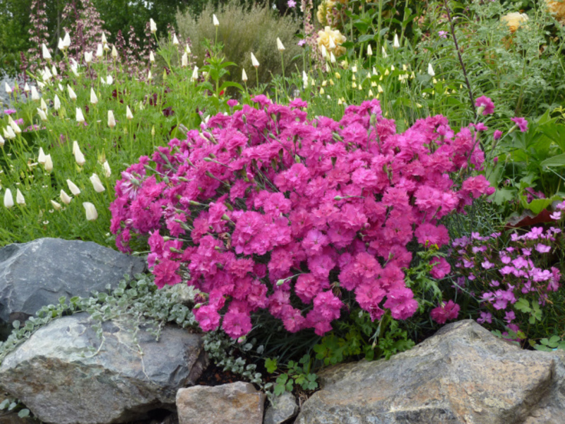 Meerjarige bloemen voor de site