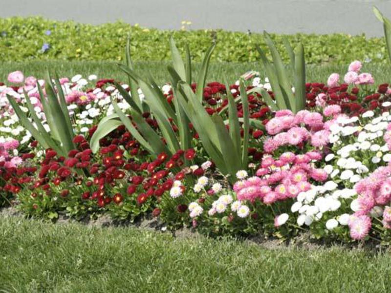 Meerjarige bloemen planten