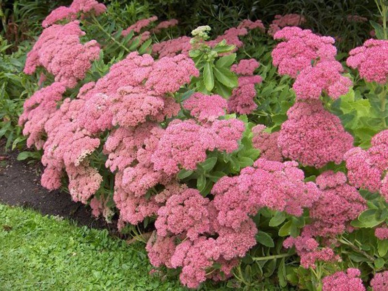 Hvilke varianter av blomster blomstrer hele sommeren