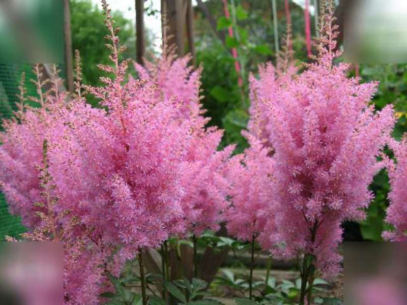 Prachtig bloembed van vaste planten in het land