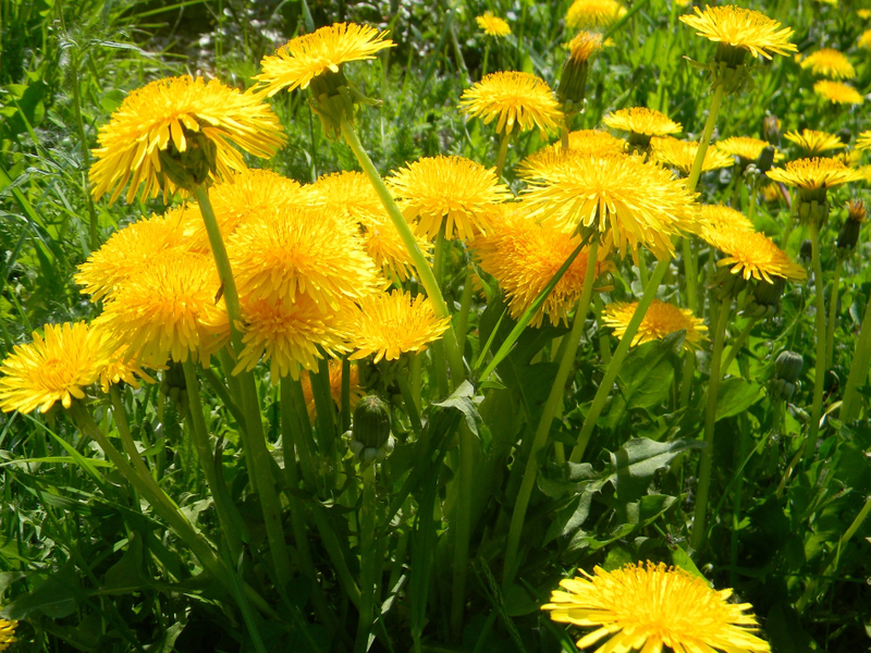 Dandelion flowers description