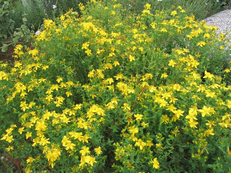 Características de la planta de hierba de San Juan