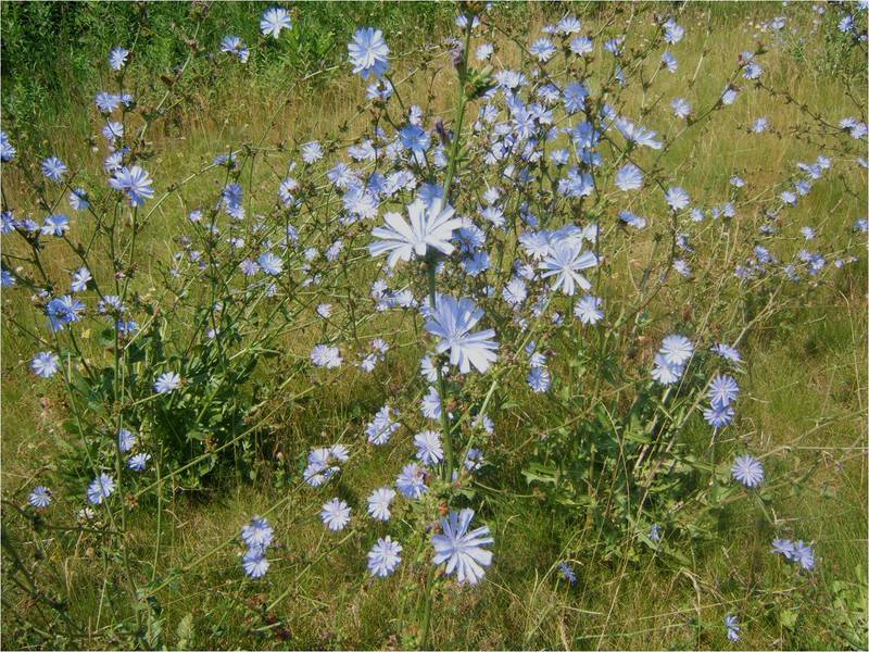 Features and useful properties of chicory