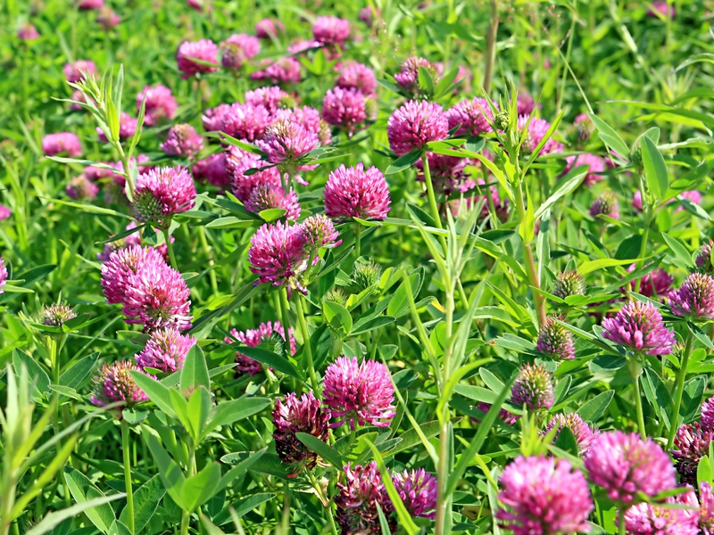 View of red meadow clover