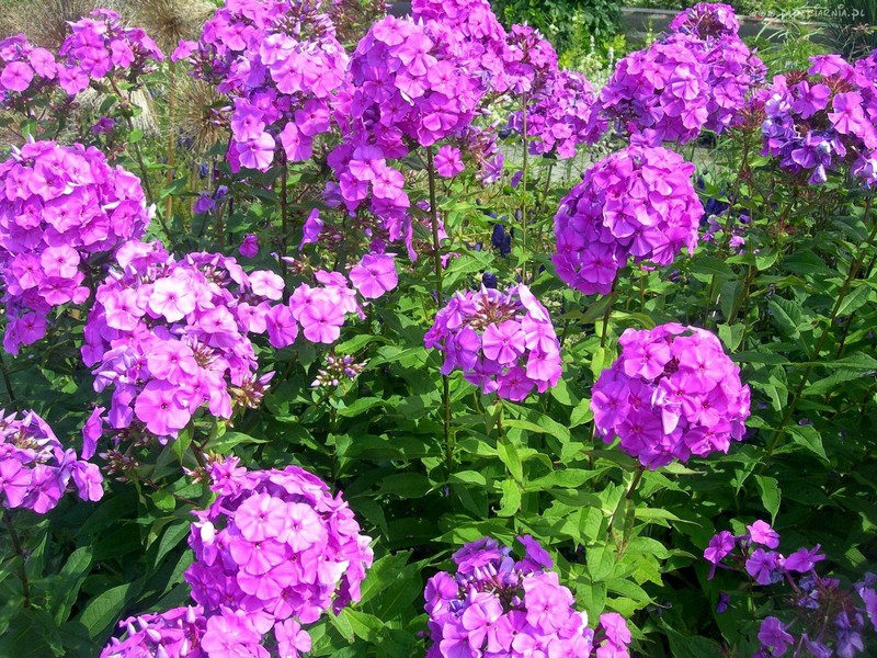 Beschrijving van wilde phlox-bloemen