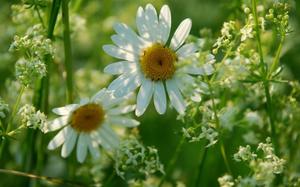 Liste over engblomster og planter