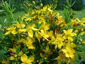 Các đặc tính chữa bệnh của St. John's wort