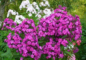 Eigenschaften der wilden Phlox