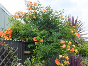 Campsis vermelho-laranja