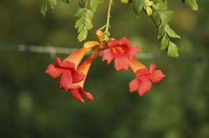 Campis à grandes fleurs