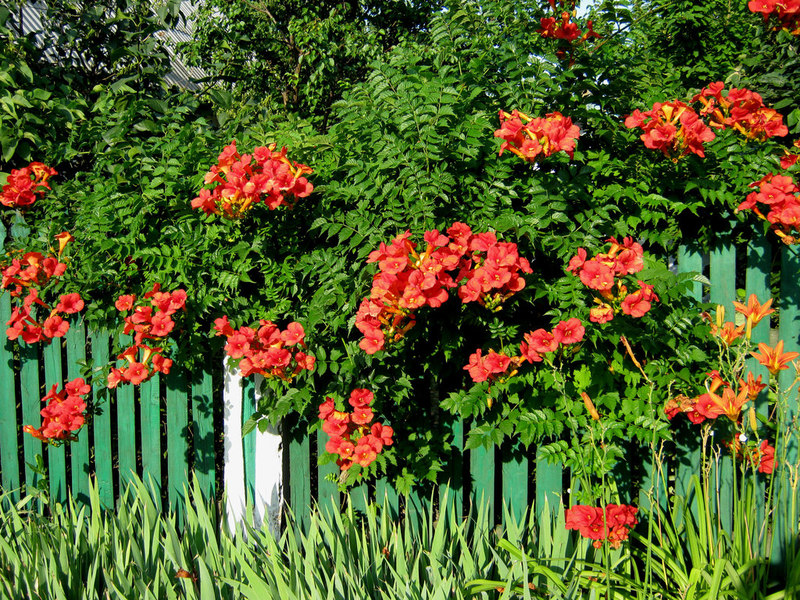 Kampsis flower