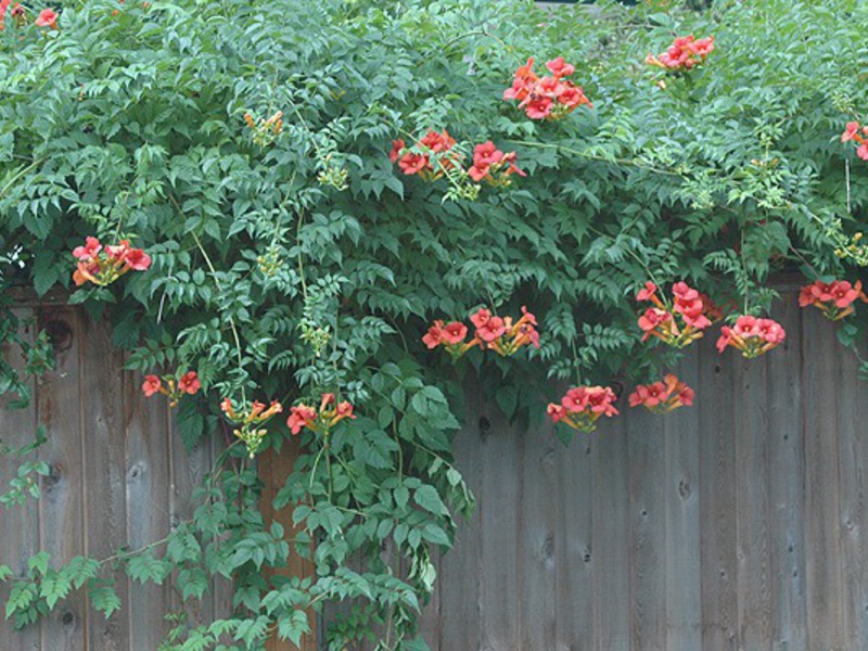 Campsis vermelho-laranja