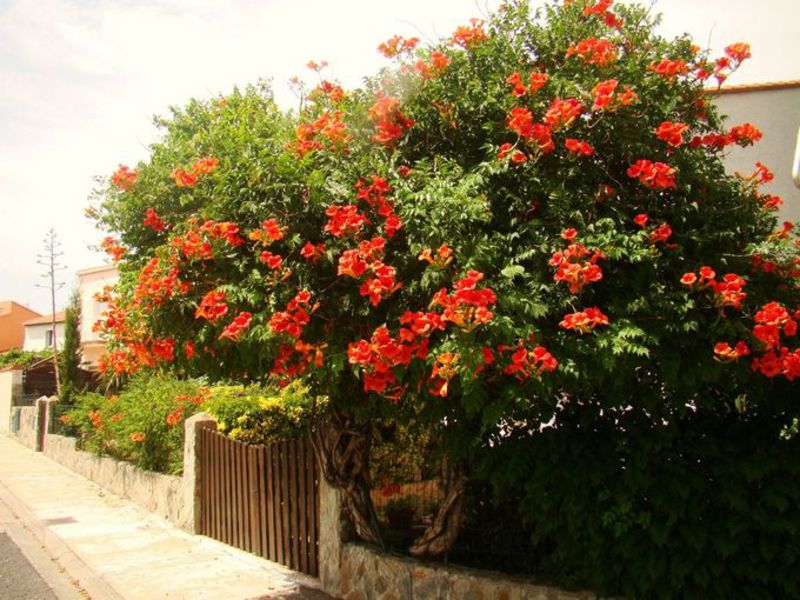 Large-flowered campsis