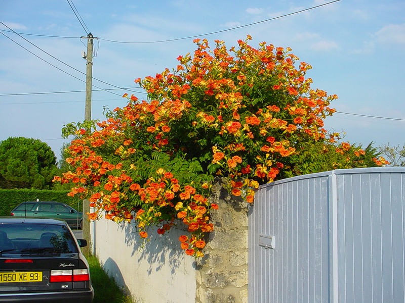 Descripció de la planta Kampsis