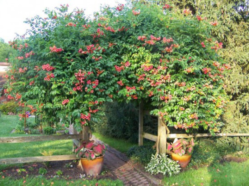 Campsis vermelho-laranja