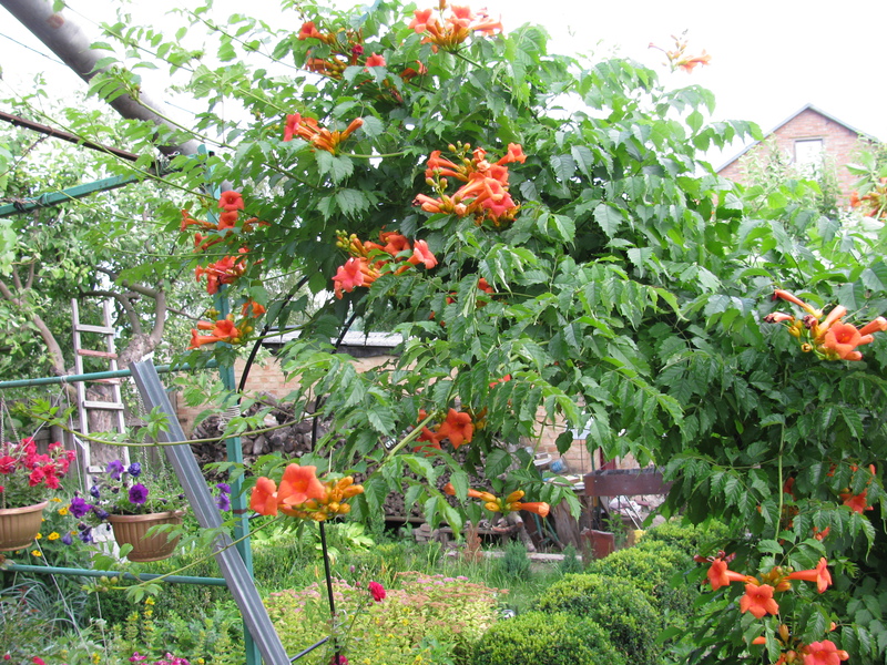 Kampsis de cura de plantes