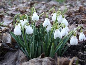 Snowdrops siberianos