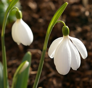 Paano magtanim ng mga snowdrops