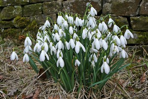 Zarte Blumen Schneeglöckchen