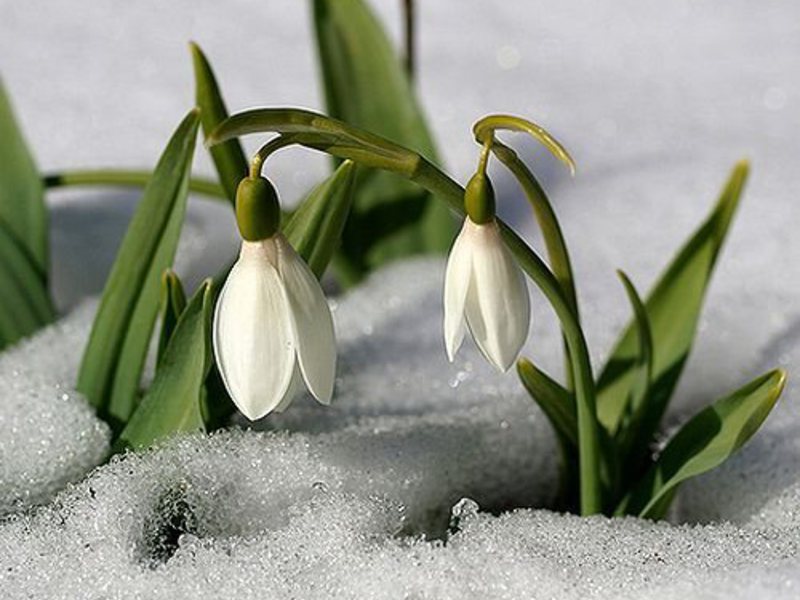 Variedades y tipos de campanillas de invierno.