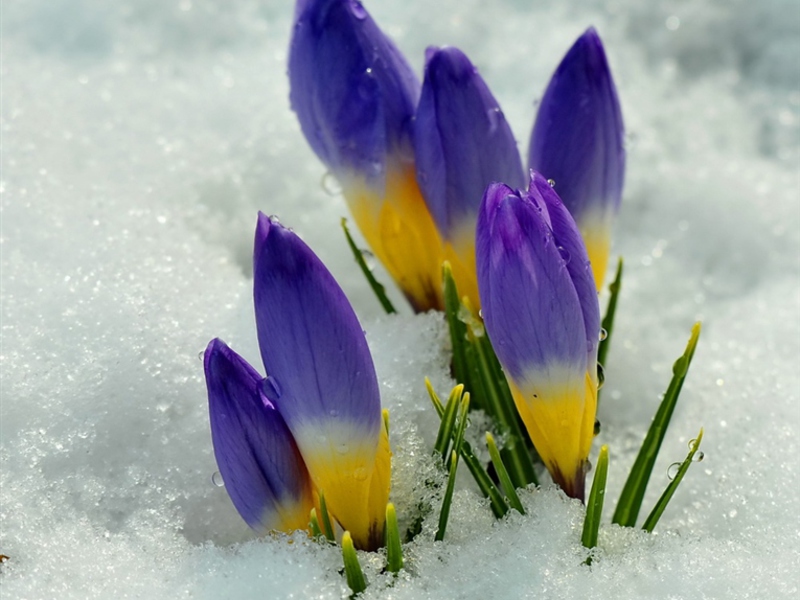 Como se ven las campanillas de invierno