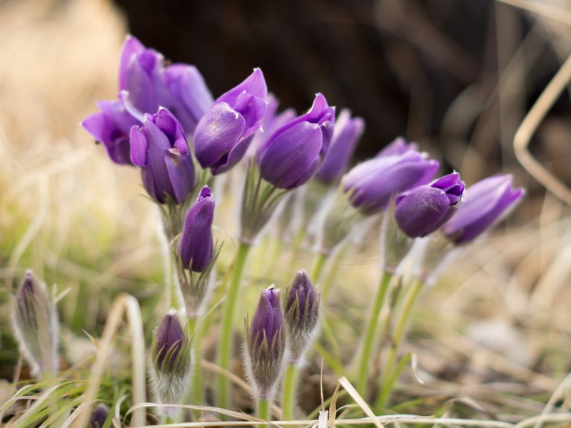 Ποικιλίες ποικιλιών snowdrops