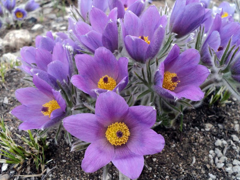 Cómo cuidar una campanilla de invierno