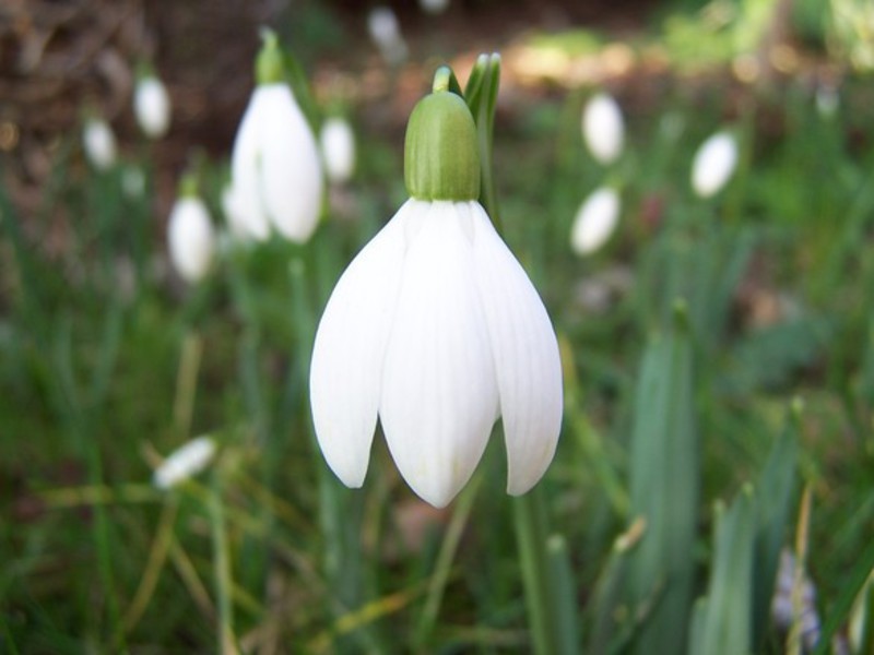 Variedades de snowdrops