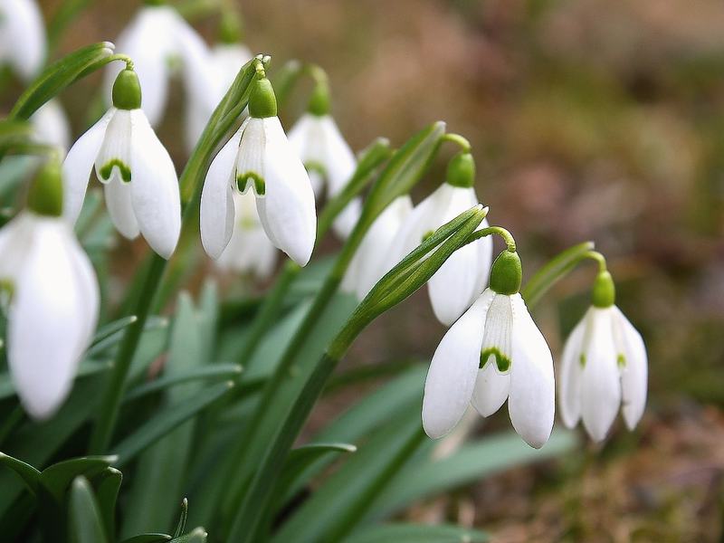 Kako cvjetaju snowdrops