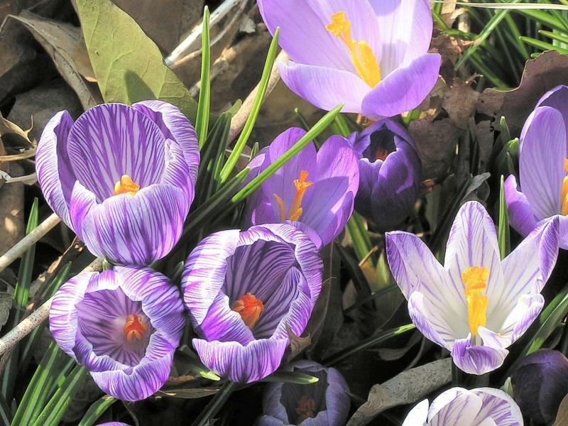 Descripción de las flores de campanillas de invierno.