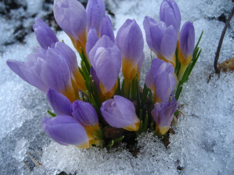 Smukke sarte blomster af vinterdråber