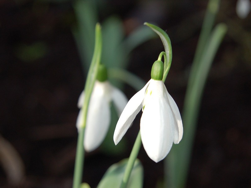 Snowdrops και τα είδη τους