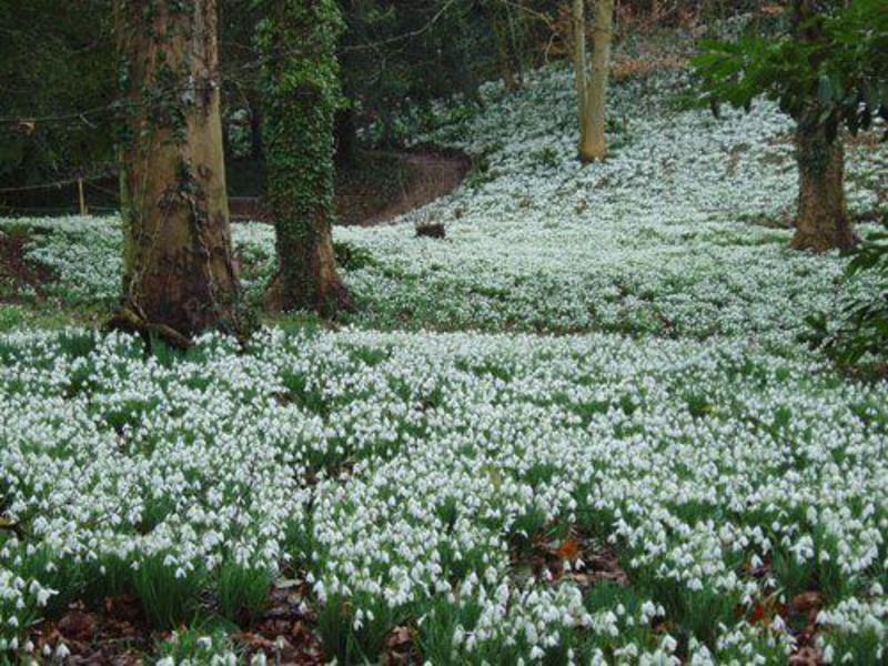 Snowdrops azuis