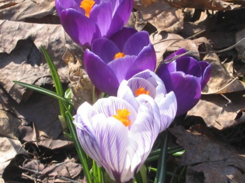 Campanilla de invierno de jardín