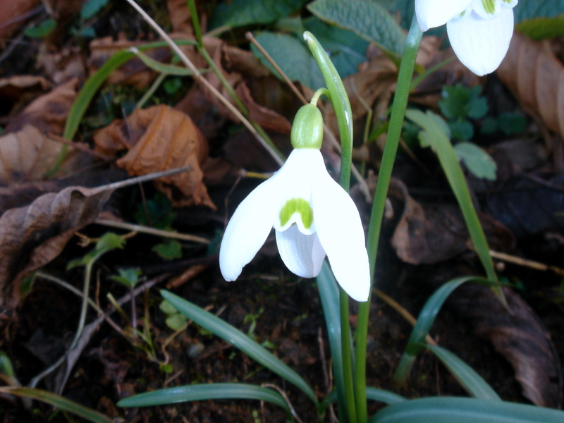 Hermosas campanillas blancas