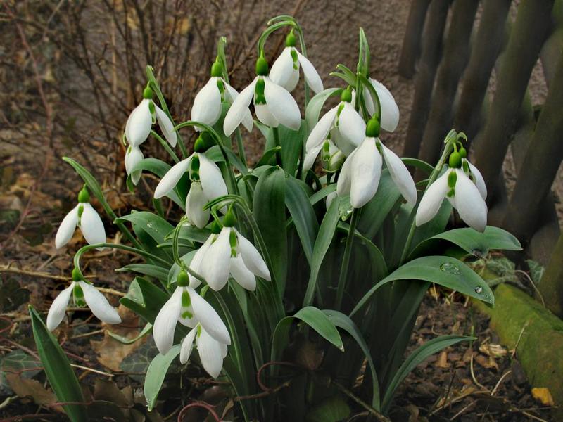 Quais são as variedades de snowdrops