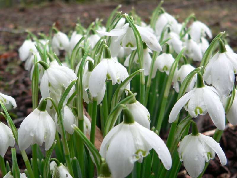 Condições para o cultivo de snowdrops