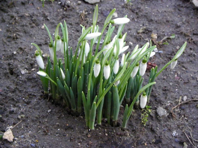 Garden snowdrop