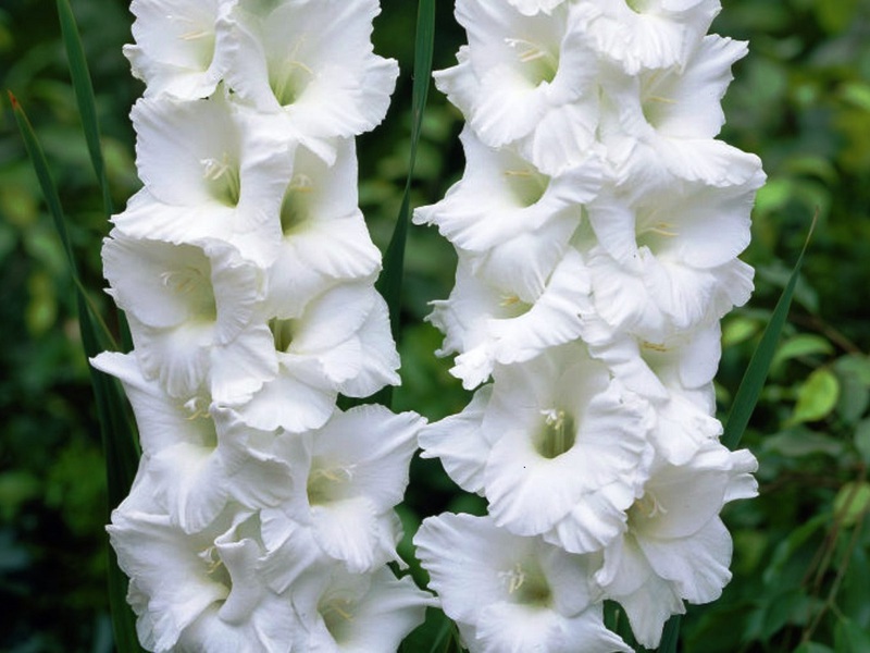 Jardin glaïeuls variété Aigle blanc