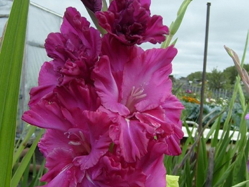 Garden Gladiolus Flower Saxophone Sons