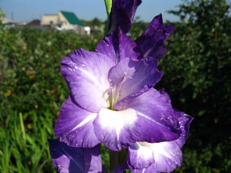 Puutarhan gladiolilajikkeen tyyppi Nastasyan tytär