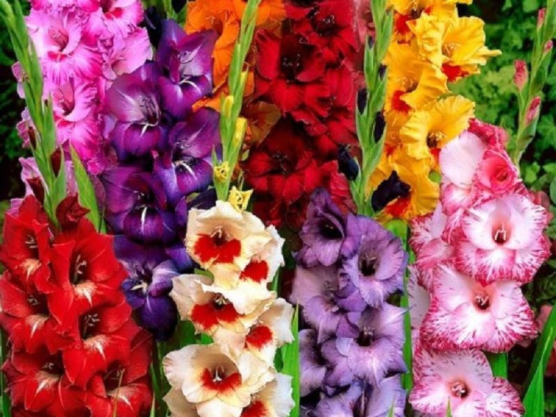 Mô tả sự xuất hiện của các giống lai của gladioli vườn