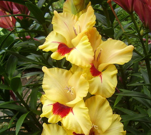 List of the most popular varieties of garden gladioli