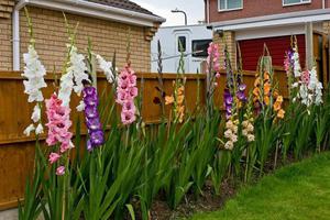 Les nuances des glaïeuls de jardin en croissance et les règles pour en prendre soin