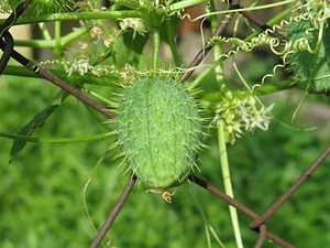 Los pepinos locos son plantas ornamentales