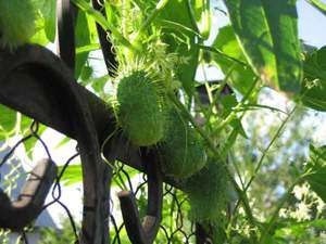 Crazy cucumber - decorative annual plant