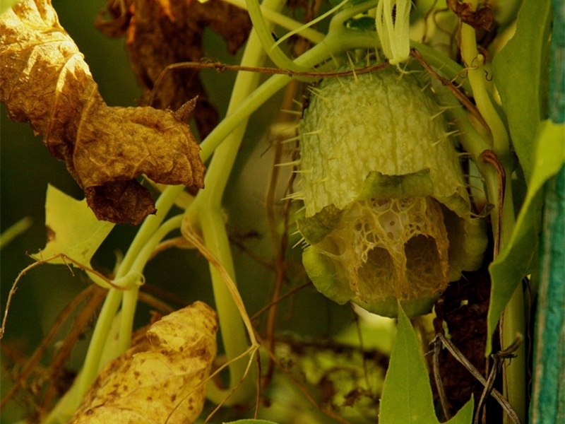 Mad Cucumber Fruit - Paano Mo Ito Magagamit?